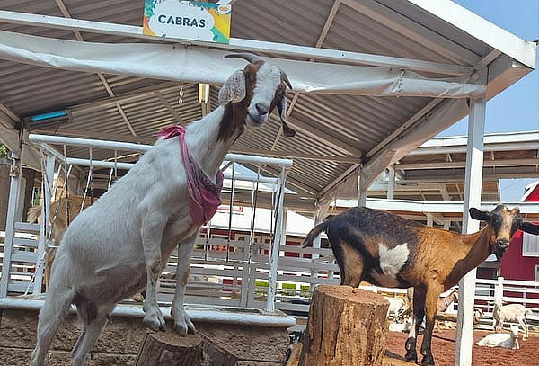 Acceso general a Granja Las Américas + Reptiles 