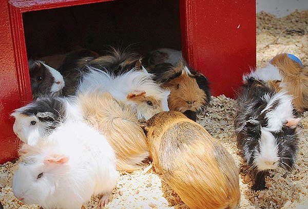 Acceso general a Granja Las Américas + Reptiles 