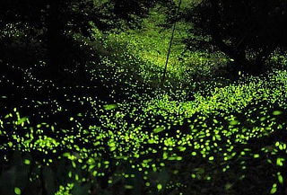 2D/1N Luciérnaga en lancha + 2 pueblos mágicos