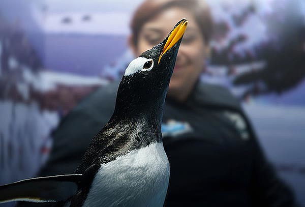 Acuario Interactivo Inbursa + Fila Preferencial + Expo