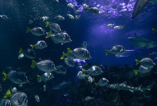 Acuario Interactivo Inbursa + Fila Preferencial + Expo