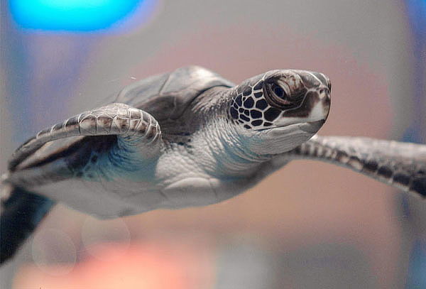 Acuario Interactivo Inbursa + Fila Preferencial + Expo
