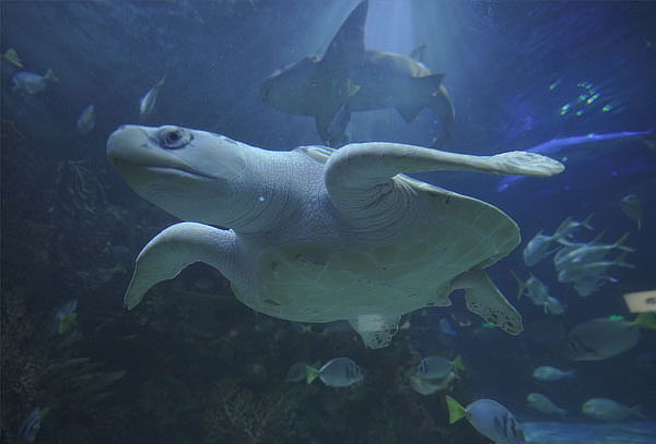 Acuario Interactivo Inbursa + Fila Preferencial + Expo