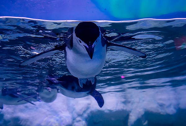 Acuario Interactivo Inbursa + Fila Preferencial + Expo