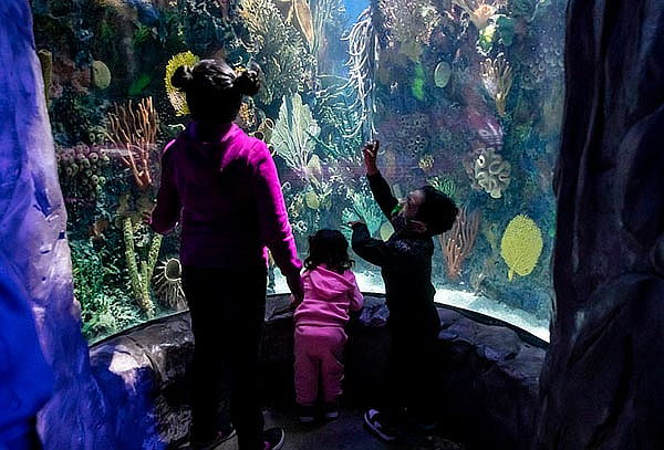 Acuario Interactivo Inbursa + Fila Preferencial + Expo