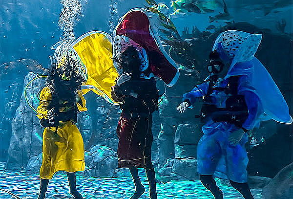 Acceso General a Acuario Michin ¡Maravillas del mar en CDMX!