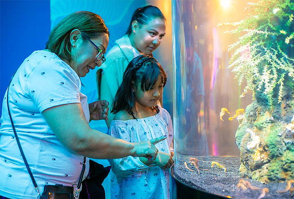 Acceso General a Acuario Michin ¡Maravillas del mar en CDMX!