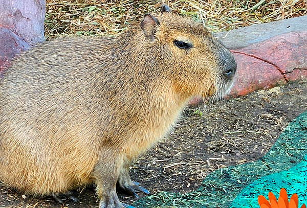Acceso General a Acuario Michin ¡Maravillas del mar en CDMX!
