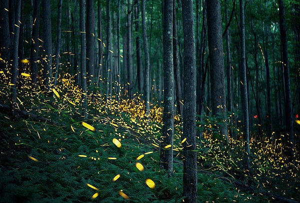 Luciernagas + Valquirico + Comida + Merienda + Lavanda