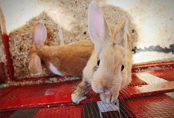 Acceso general a Granja Las Américas + Reptiles 