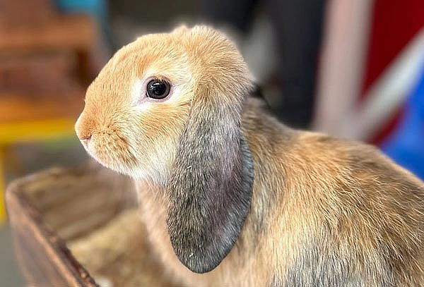 Acceso general a Granja Las Américas + Reptiles 