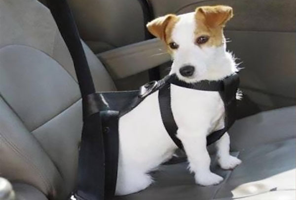 Cinturón de Seguridad para Perros 30%