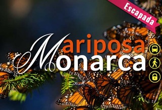 Reserva de la Biosfera "Mariposa Monarca" Tour 1D
