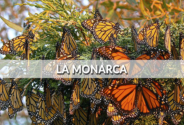 Mariposa Monarca y Valle de Bravo ¡Un lugar Mágico!