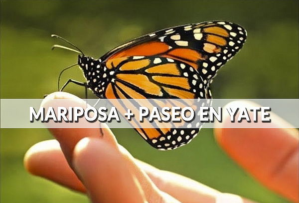 Mariposa Monarca + Yate en Valle ¡Único, diferente,completo!