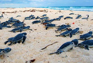 Liberación de Tortugas en TECOLUTLA, Cierre de Temporada 