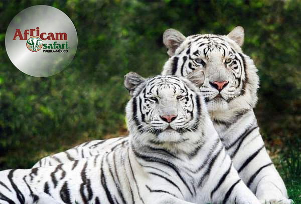 PUEBLA, Tour Africam Safari con Guía Certificado