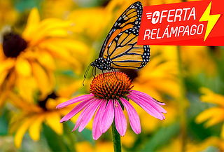 ¡Oferta Relámpago! Tour Mariposa Monarca + Santuario