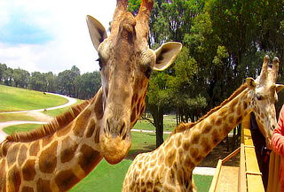 BIOPARQUE Estrella ¡El SAFARI mas GRANDE de México!