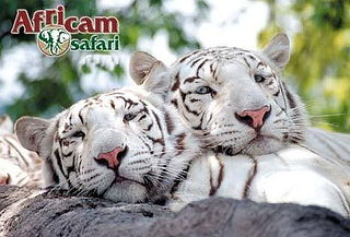 2X1: Aventura AFRICAM SAFARI + Recorrido Centro de Puebla 2X1: Aventura AFRICAM SAFARI + Recorrido Centro de Puebla