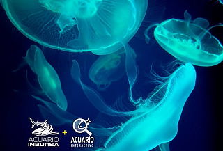 Acuario Inbursa+ Acuario Interactivo + Fila Preferencial Acuario Inbursa+ Acuario Interactivo + Fila Preferencial
