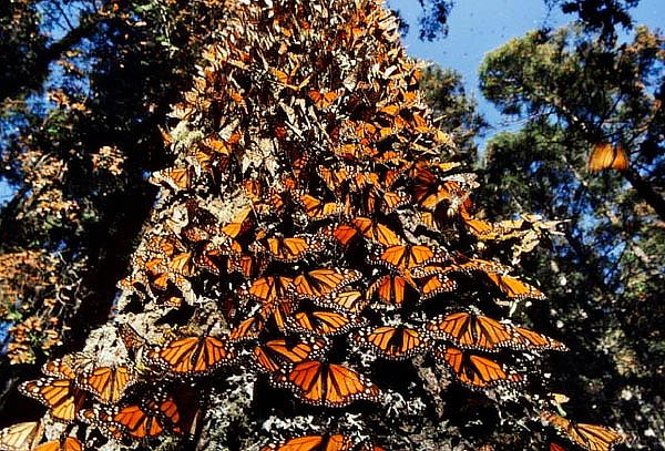 MARIPOSA Monarca con ENTRADA al Santuario Piedra Herrada