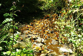 VIAJA 2019: Mariposa Monarca SANTUARIO EL ROSARIO Michoacán