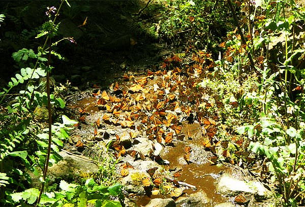 VIAJA 2019: Mariposa Monarca SANTUARIO EL ROSARIO Michoacán