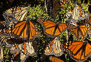 Santuario Mariposa Monarca y Valle de Bravo, 1D, ELIGE FECHA