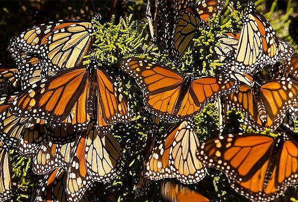 Santuario Mariposa Monarca y Valle de Bravo, 1D, ELIGE FECHA