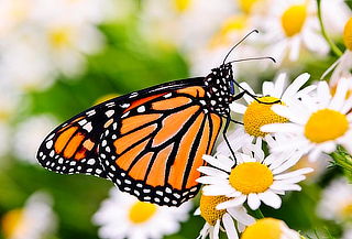 MARIPOSA MONARCA, ¡Cascadas & Valle de Bravo! ELIGE