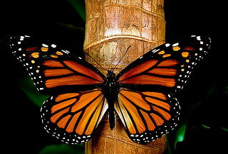 MARIPOSA MONARCA + Valle de Bravo + Entradas