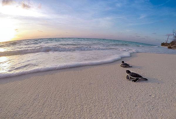 TECOLUTLA, Veracruz Hotel + transporte 2D/1N