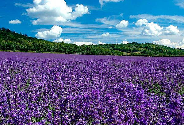 Valquirico + Castillo de Chautla y Bosque de Lavanda.