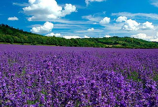 Valquirico + Castillo de CHAUTLA y Bosque de Lavanda