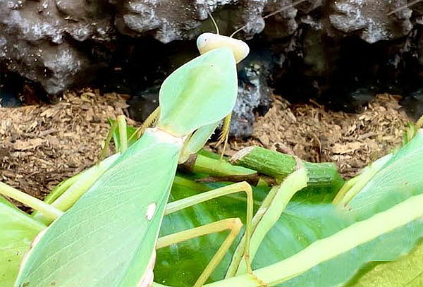 Entradas Para Ver Animales Exóticos e Insectos - Av. Canaval