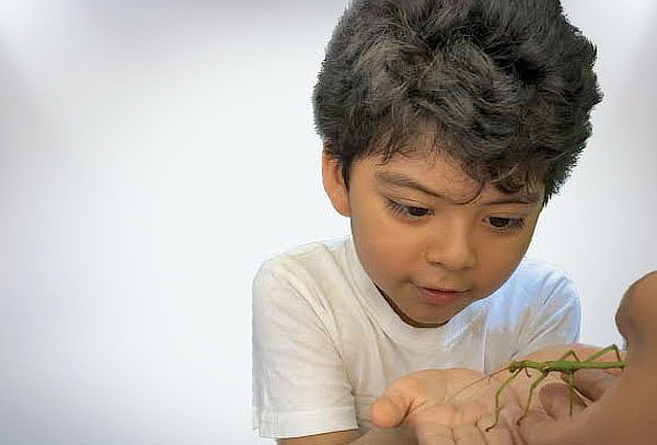 Entradas Para Ver Animales Exóticos e Insectos - Av. Canaval