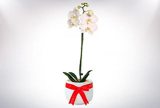 Orquídea Blanca Premium + Tarjeta Personalizada y Mas