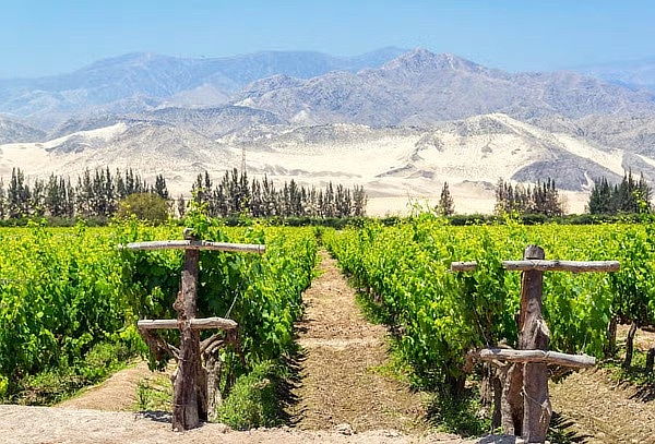 Experiencia Enológica para 2 + Huacachina + Ruta Hacienda 
