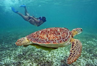 Máncora Hotel 3 Estrellas 3D/2N + Nado con Tortugas y Mas