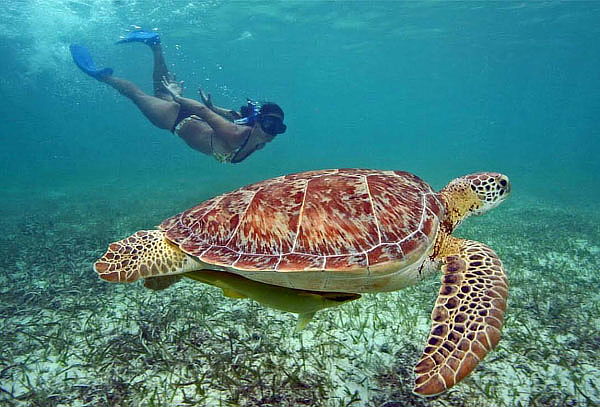 Máncora Hotel 3 Estrellas 3D/2N + Nado con Tortugas y Mas