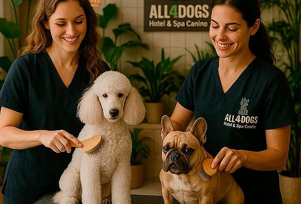 Spa Canino - Baño + Secado + Corte + Antipulgas y  Más 