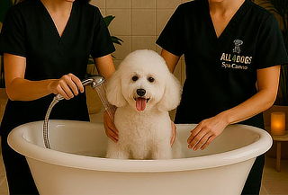 Spa Canino - Baño + Secado + Corte + Antipulgas y  Más 