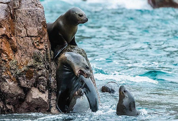 Tour Islas Ballestas 2hrs aprox viaje embarcación moderna 