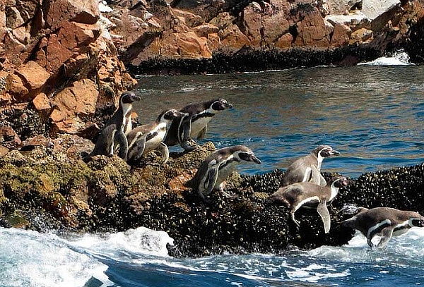 Descubre Paracas: Tour Islas Ballestas & Reserva Nacional 