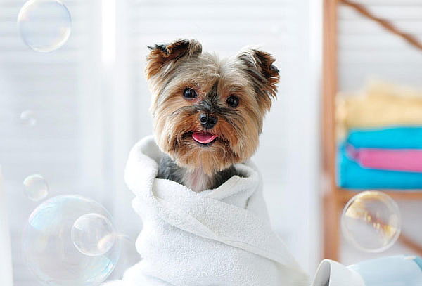 6 Vacunas Para Perros + Desparasitación+ Corte De Uñas y Más