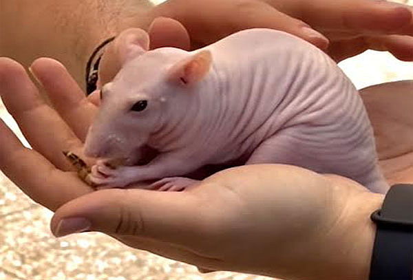 Super Artrotheca Animales Exóticos - General o Infantil