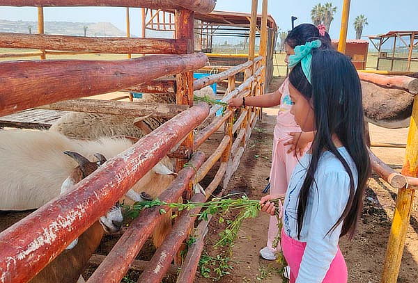 Paseos a Caballo + Mini Granjita: Ruta a la Playa y Más