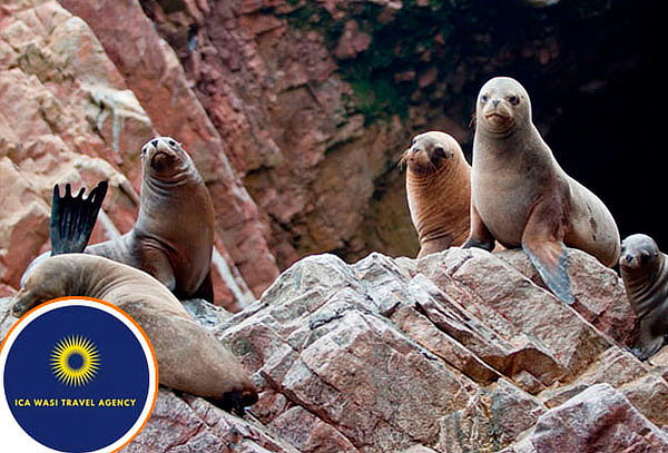 Full Day Islas Ballestas + Reserva Nacional de Paracas