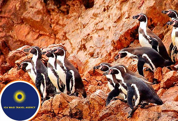 Full Day Islas Ballestas + Reserva Nacional de Paracas